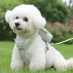 Peitoral Coleira Com Guia e Bolsa Removível Para Cachorro Pet Cães Pequenos E Médios - Imagem 8